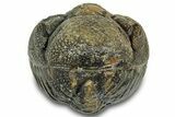 Wide, Perfectly Enrolled Morocops Trilobite - Morocco #323190-2